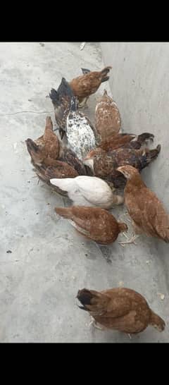 11 hens age 3 months