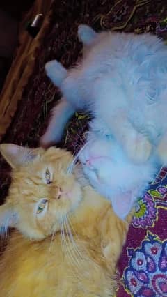 Male & female kitten babies
