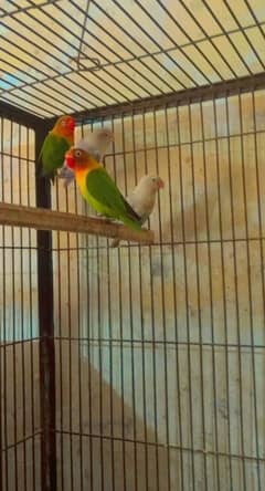 Breeder pairs available