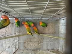 lovebrid