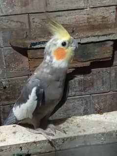 cocktail for urgent sale. .