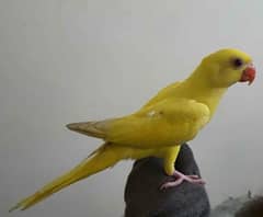 Yellow Ring neck