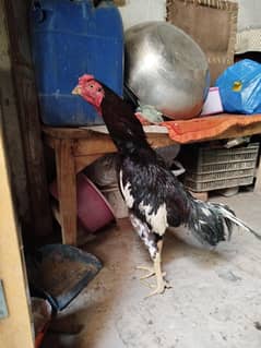 Aseel Lasani murga for sale