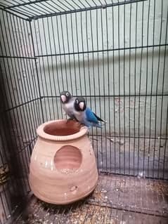 love bird