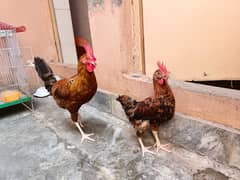 Cocks, rooster,