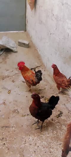 1 Murga Or 2 murgi