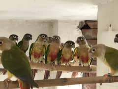 Conure