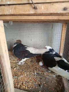 pigeon one pair is 3000