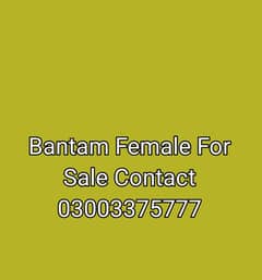 Bantam Female For Sale