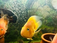 8 piece yellow or red blood parrot fish big size