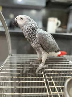 African Gray parrot Male