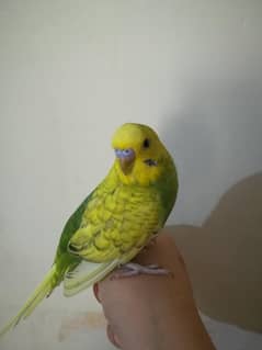 hand