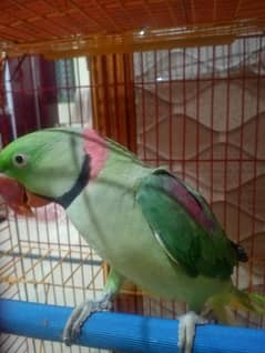 raw parrot male