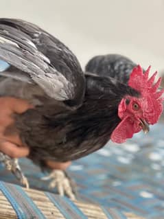 Fancy silky hen