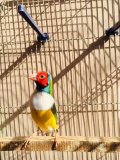LADY GOULDIAN BONDED PAIR