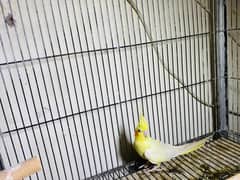 cocktail ibreeder pair for sale