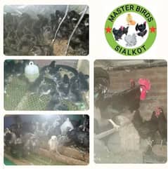 Australorp and Ayam cemani  Chicks / hens / Splash and grey bentom