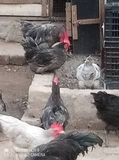 Australorp