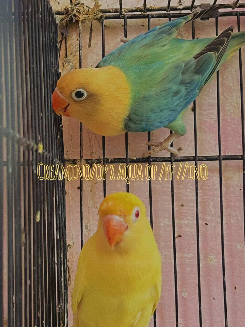 Lovebird for Sale Aqua, Creamino Opaline, Parblue Opaline, Pale Fallow 14