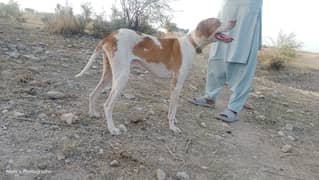 Pointer