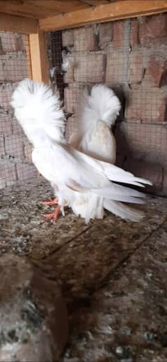 jacobin Chicks available
