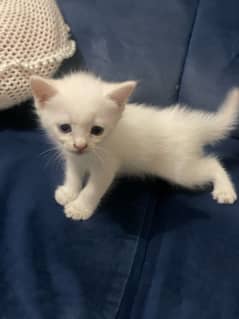 Blue eyes white Persian kitten Triple Coated Age 30 Days
