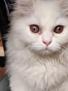 White persian male cat