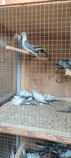 Diamond pied,Java
