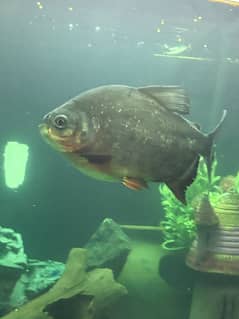 Pacu fish