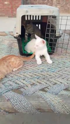Persian White cat 03344458741