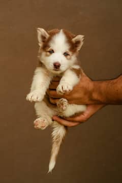 Husky male & female puppy for sale