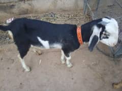 Male Goat