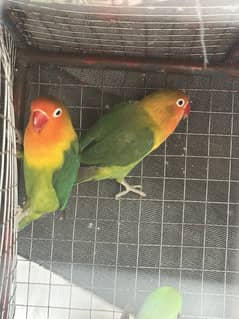 Love birds