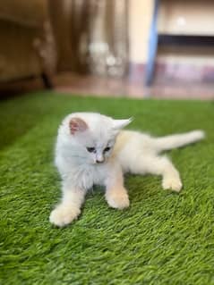 Persian cat