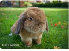 Holland lop Breed bunnies