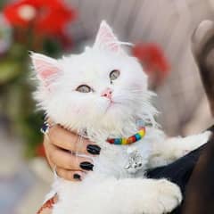 white Persian kittens 2 months age