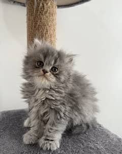 Male female persian 2 month old kittens available