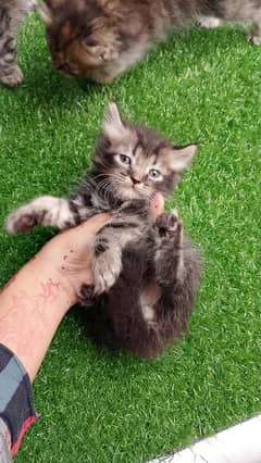 beautiful Persian kittens with low price