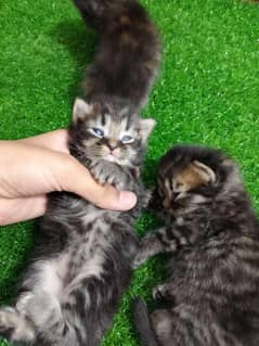 beautiful Persian kittens with low price