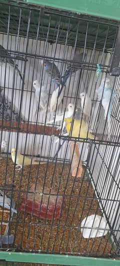 Australian parrots fisher