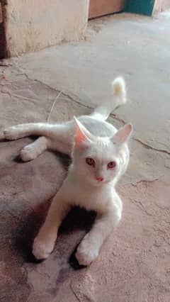Persian