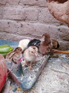 murghi ke bachye