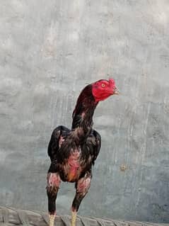 lakha