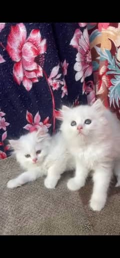 blue eyes white Persian kitten|Triple long coat |WhatsApp. 03250387943