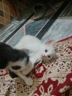 cat for sale