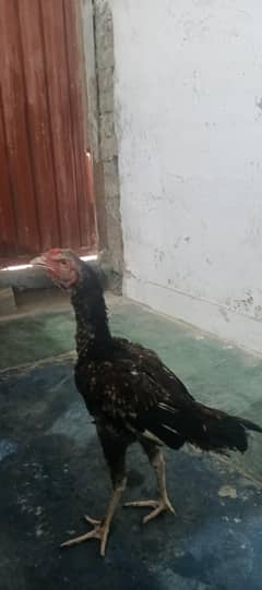 aseel