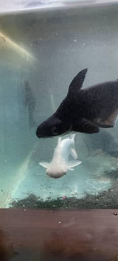fish with aquarium