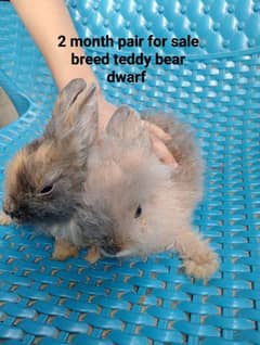 1 pair and 1 trio set of teddy dwarf rabbits
