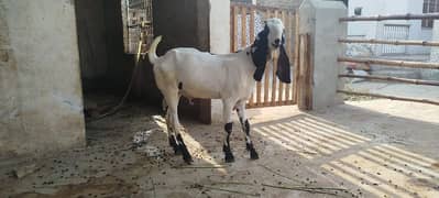 pathory