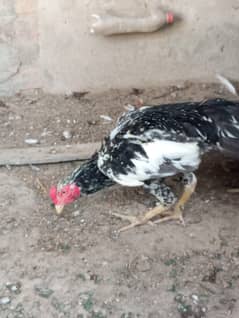 ASEEL MURGA FOR SALE